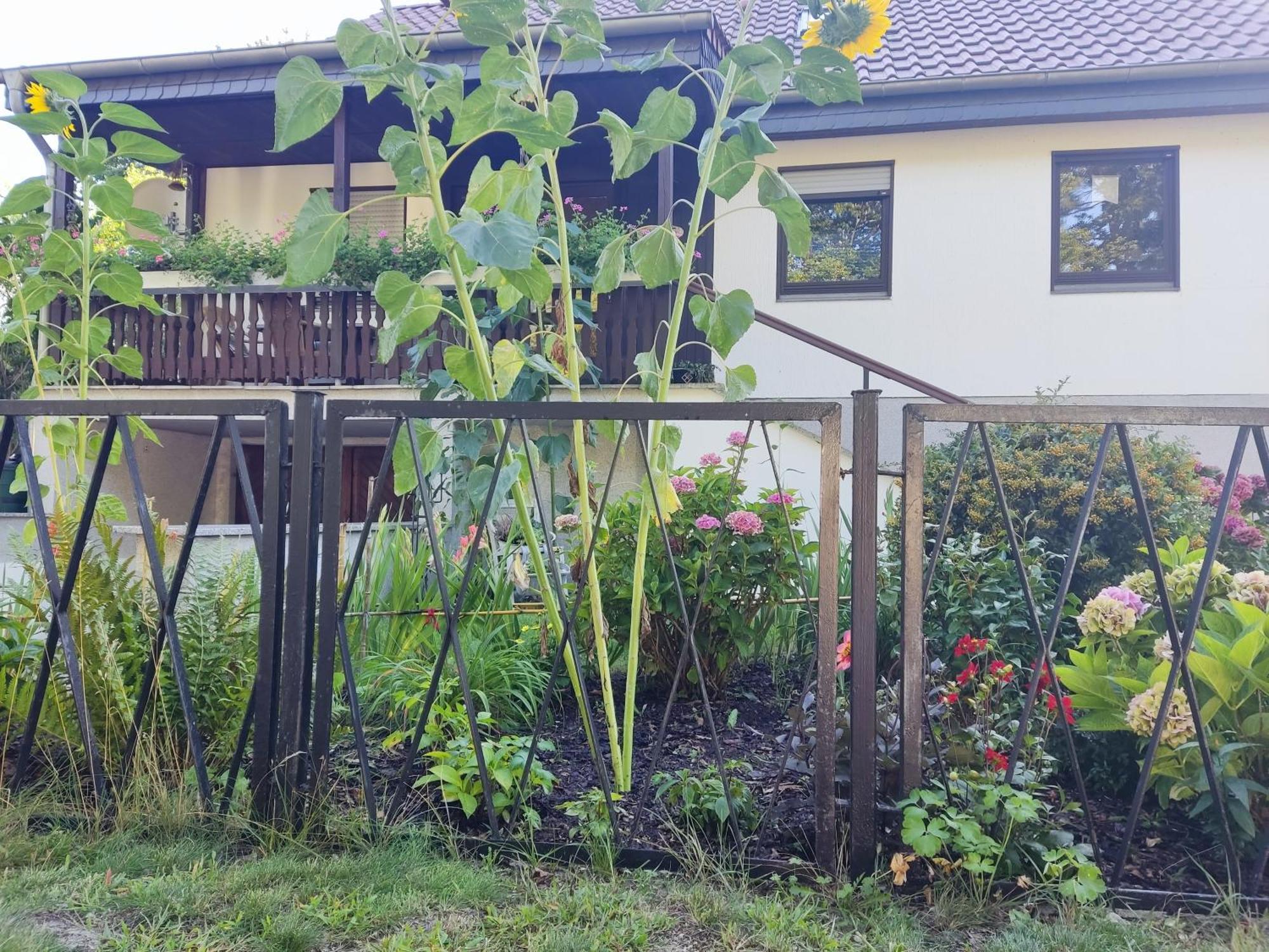 Waldhus Villa Ückeritz Værelse billede